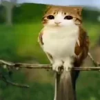 Notferg