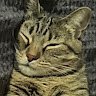 meowxx