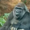 やるおやるお