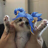 gatolies