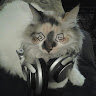 KeoKitty