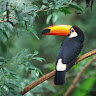 Jasza