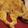 BootyWarrior6769
